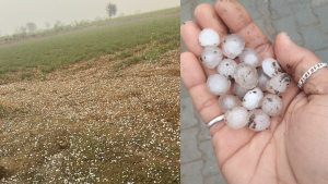 पंजाब-चंडीगढ़ में मौसम का कहर: 4 जिलों में ओलावृष्टि, 2 फ्लाइट रद्द; ट्राईसिटी में 3 घंटे का अलर्ट
