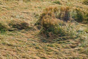 Punjab Weather Impact: पठानकोट में बारिश से गेहूं-सरसों की फसल तबाह, किसानों ने मांगा मुआवजा