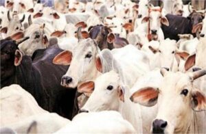 Punjab Dairy Training: 13 जुलाई से शुरू होगा 2 सप्ताह का डेयरी ट्रेनिंग कोर्स, 10 जुलाई तक करें आवेदन