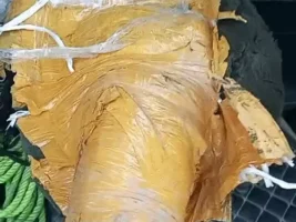 Amritsar News: प्लॉट से असॉल्ट राइफल बरामद, मिलिट्री इंटेलिजेंस का अलर्ट